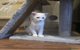 Mixed Breed cats for sale: Scottish Fold Mix with Domestic Shorthair (calico) - Image 13