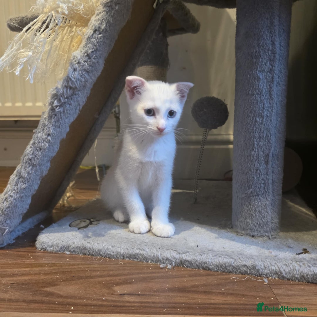 Mixed Breed cats for sale: Scottish Fold Mix with Domestic Shorthair (calico) - Image 13