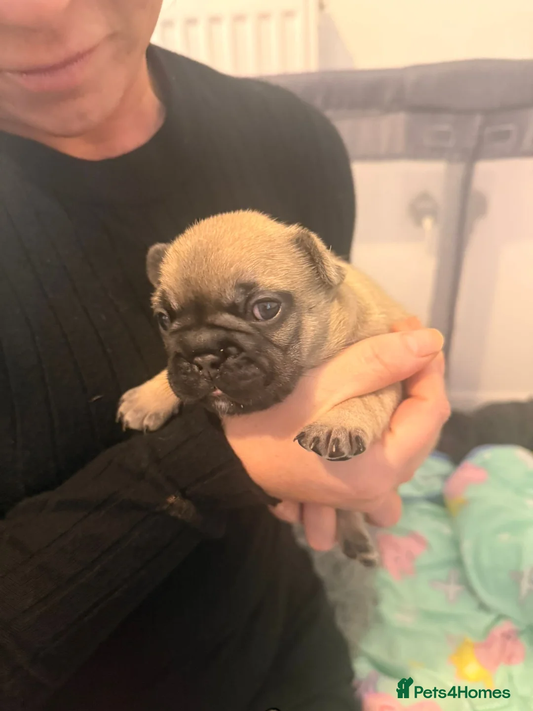 French Bulldog dogs for sale: Beautiful chunky frenchie puppies - Advert 11