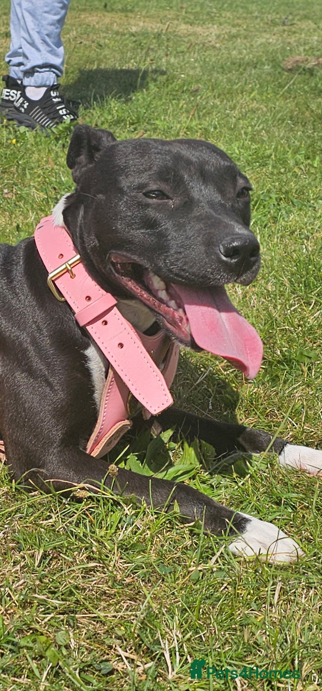 Rottweiler dogs for sale: 6 month old female rottweiler  - Advert 6