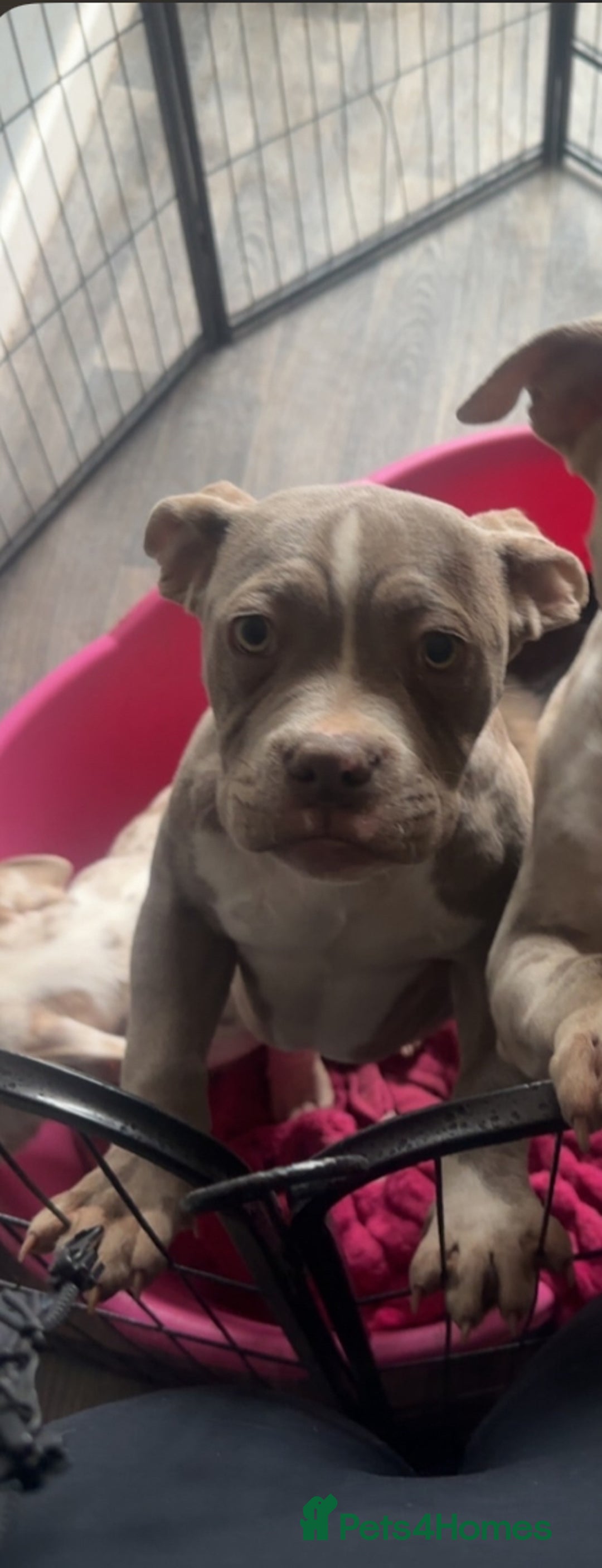 American Bully dogs for sale: REDUCED Stunning pocket bully pups for sale  - Advert 25