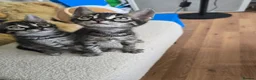 Bengal cats for sale: Bengal cross kittens - Advert 40