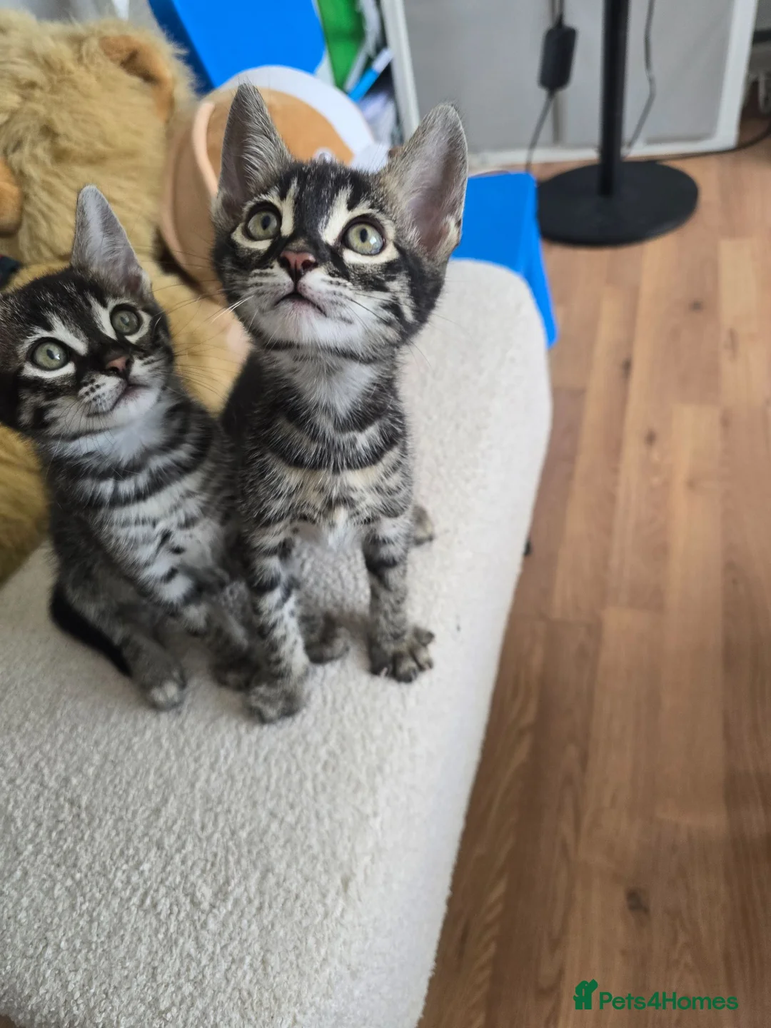 Bengal cats for sale: Bengal cross kittens - Advert 40