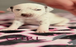 Dalmatian dogs for sale: Stunning KC Reg Dalmatian puppies  in Bristol - Image 30