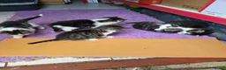 Mixed Breed cats for sale: 5 kittens and adult cat sale. Adult cat £50  in Ipswich - Advert 23