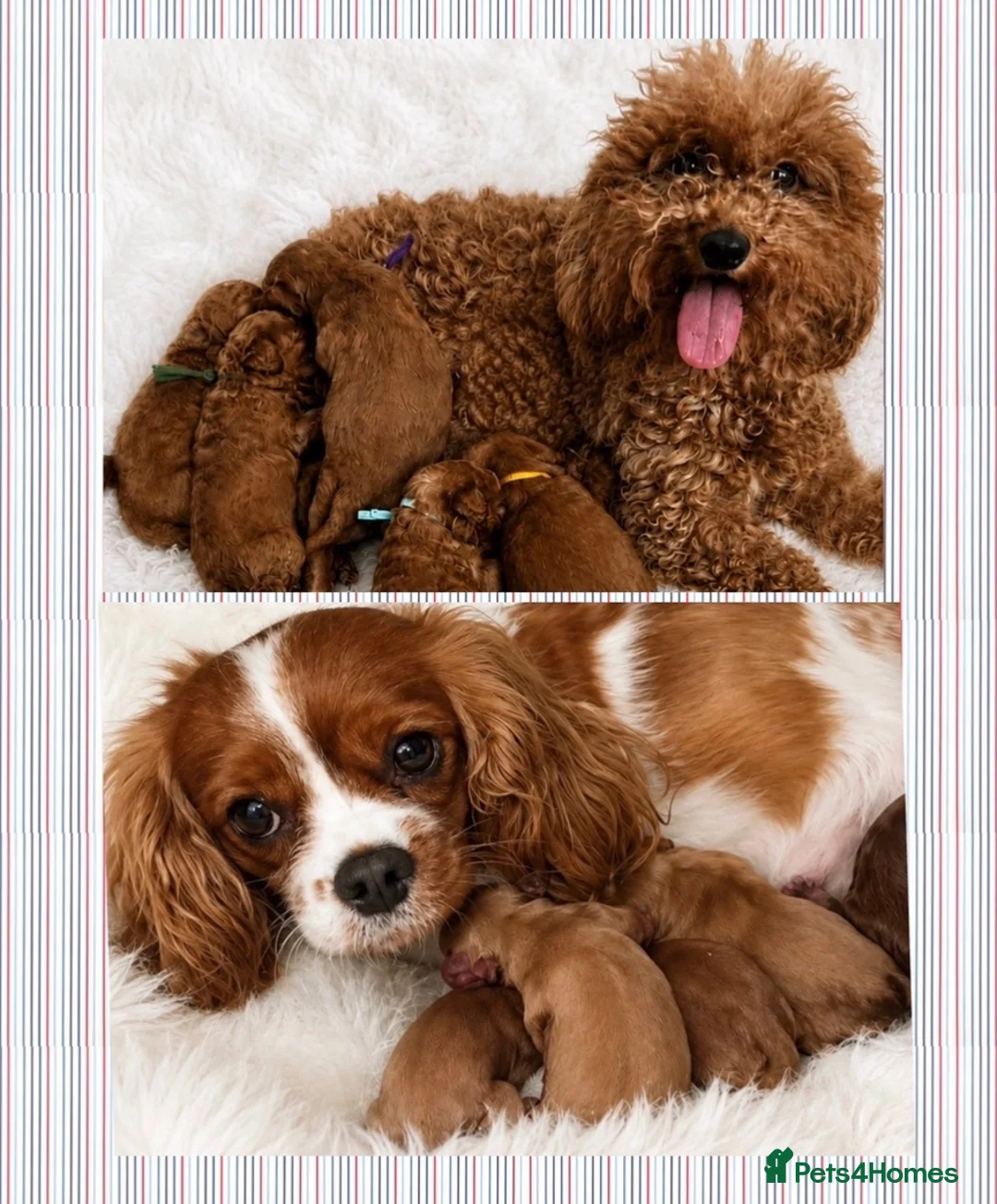 Cavapoo dogs for sale: ⭐ Top quality, health tested Toy Cavapoo babies ⭐ - Advert 1