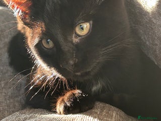 Mixed Breed cats Beautiful kitten - Advert 14