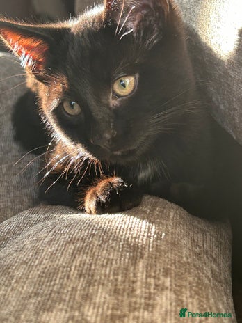 Mixed Breed cats Beautiful kitten - Advert 14