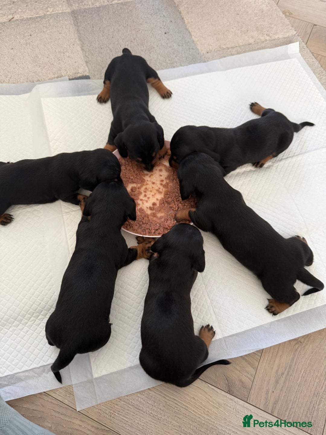 Miniature Dachshund dogs for sale: Black and Tan Miniature Dachshund Puppies  - Advert 3