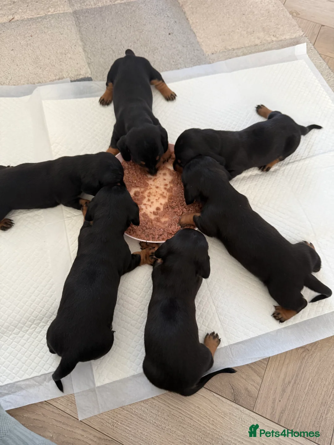 Miniature Dachshund dogs for sale: Black and Tan Miniature Dachshund Puppies  - Advert 13