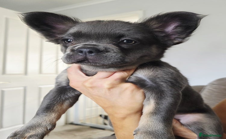 French Bulldog dogs - Advert 1