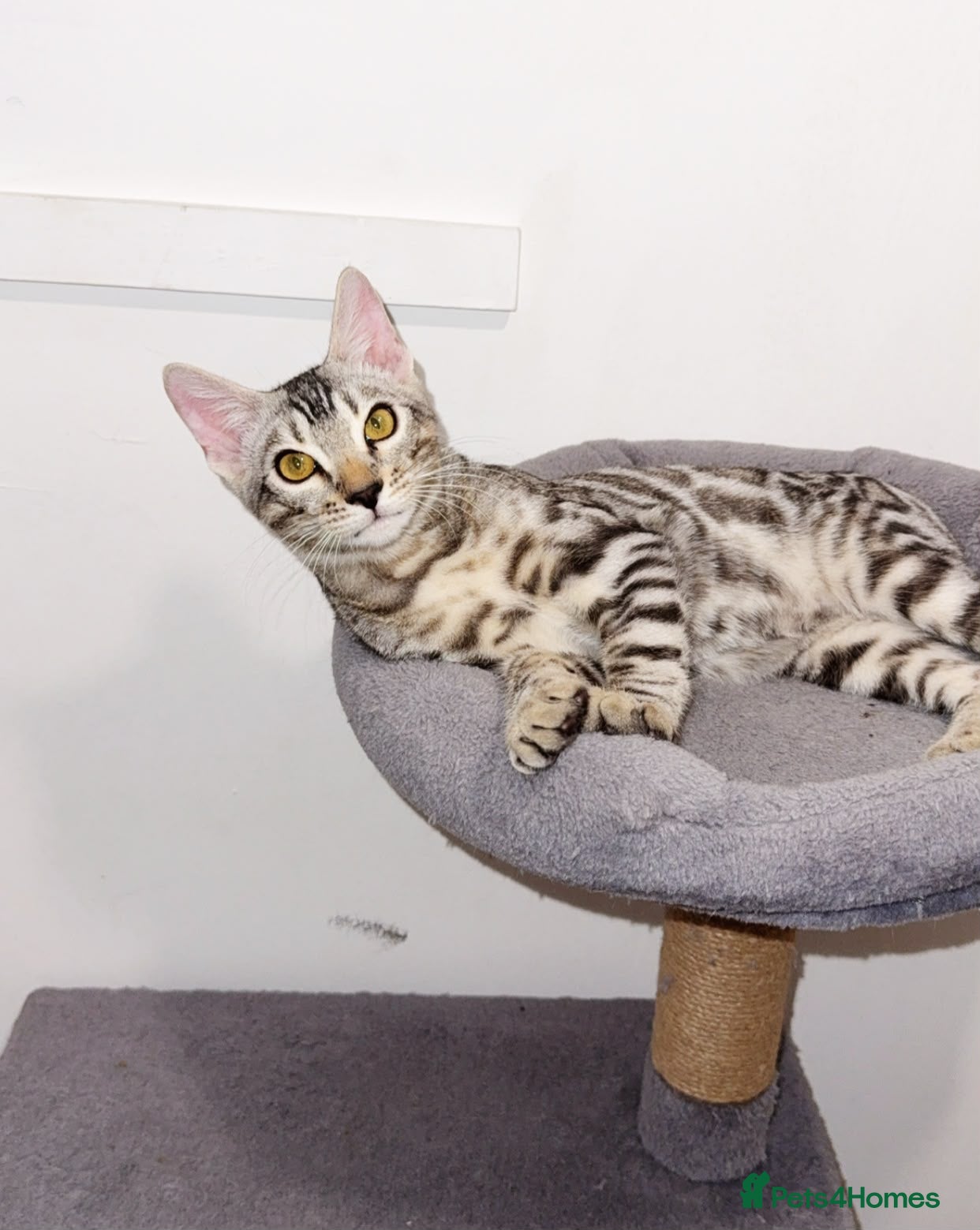 Bengal cats Adorable Kittens Ready Now! Meet Your New Bestie😻 - Advert 2