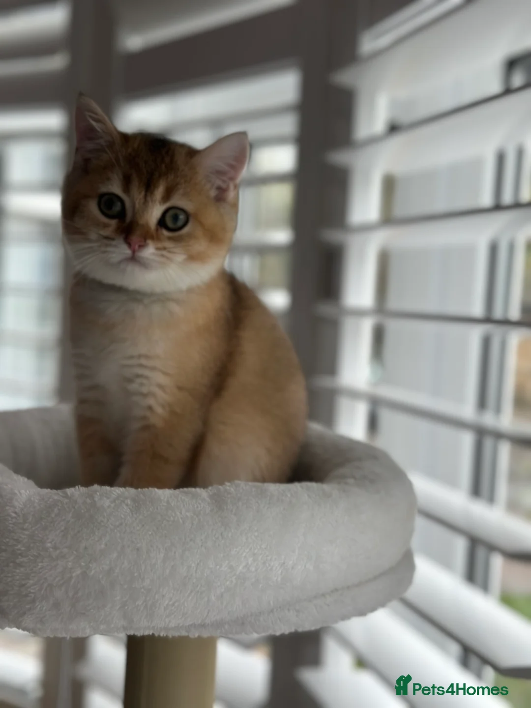 British Shorthair cats for sale: ‼️READY NOW‼️ - Advert 21