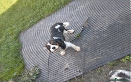 Cavapoo dogs for sale: Gorgeous cavapoo pups  - Image 7