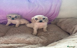 Mixed Breed dogs for sale: Golden doodle x Cocker Spaniel puppies  - Image 15