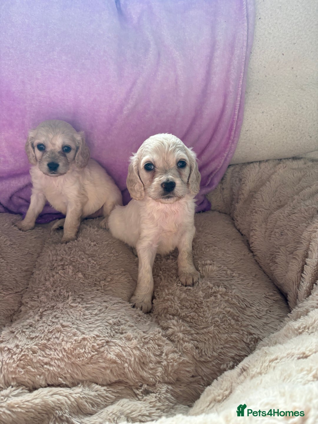 Mixed Breed dogs for sale: Golden doodle x Cocker Spaniel puppies  - Image 15