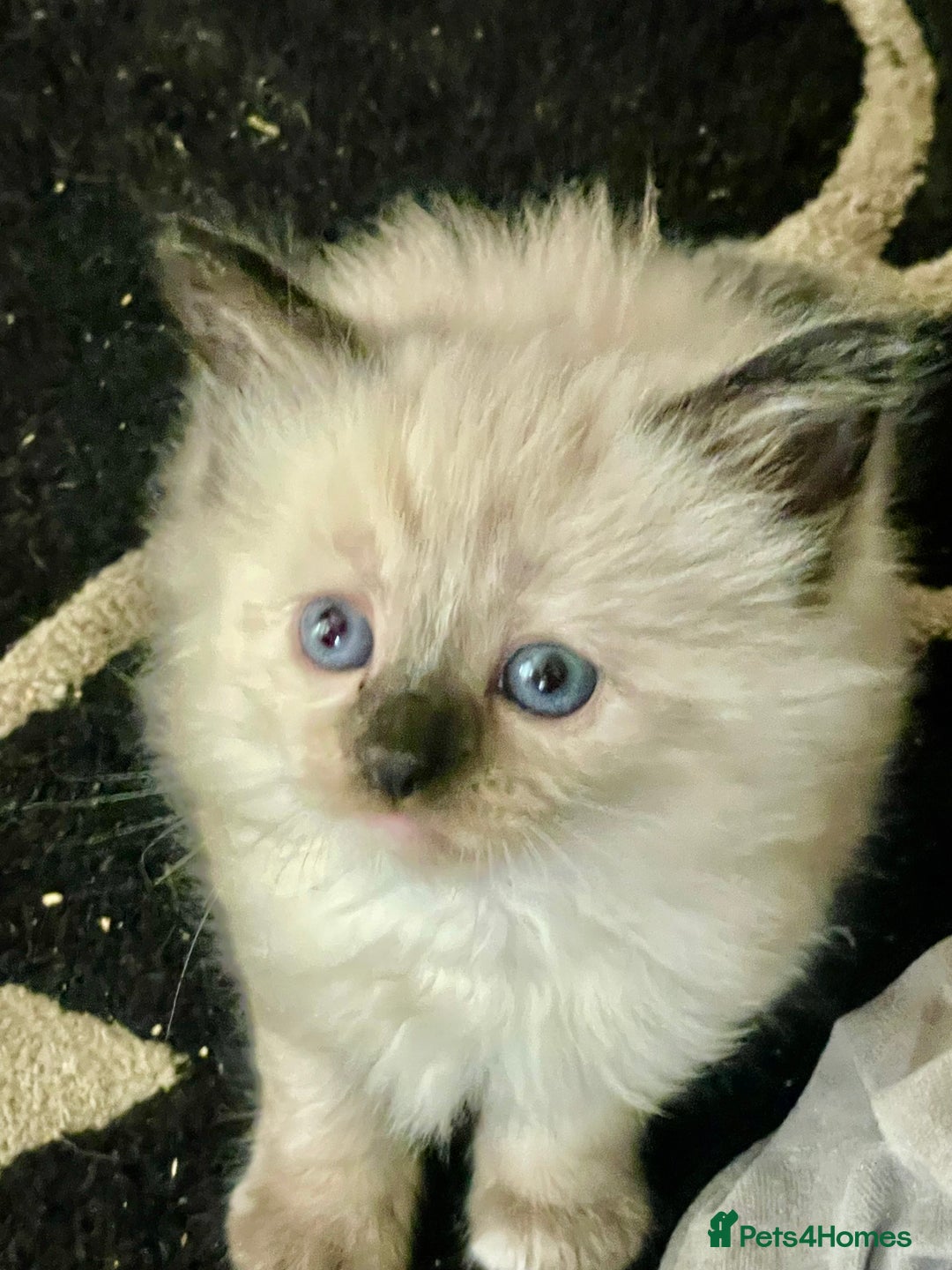 Mixed Breed cats for sale: 3/4 ragdoll kittens available  - Image 20