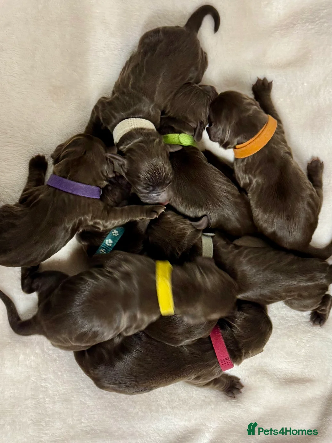 Cocker Spaniel dogs for sale: Kennel club registered  - Advert 2