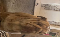 English Bulldog dogs for sale: FREE‼️ , boss🥹💙 - Image 3