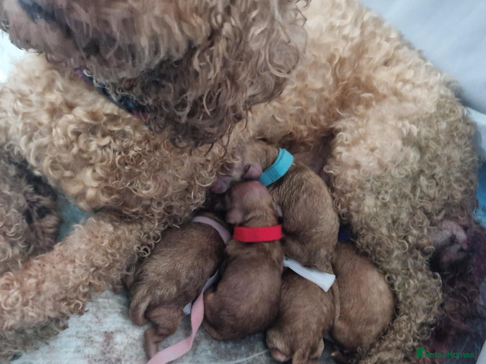 Cockapoo dogs 5 beautiful F1b puppies - Advert 3
