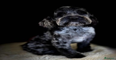 Cockapoo dogs cockapoo puppies ready now  - Advert 6