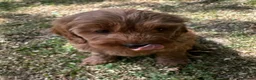 Mixed Breed dogs for sale: F1 Fox red cavapoo  - Advert 5