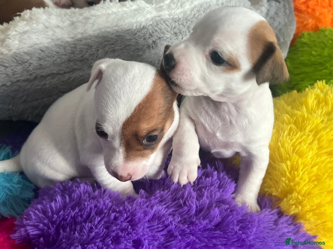 Jack Russell dogs for sale: Stunning Miniature Jack Russell Puppies!!! - Advert 4