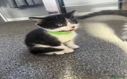Mixed Breed cats for sale: black and white kittens  - Image 2