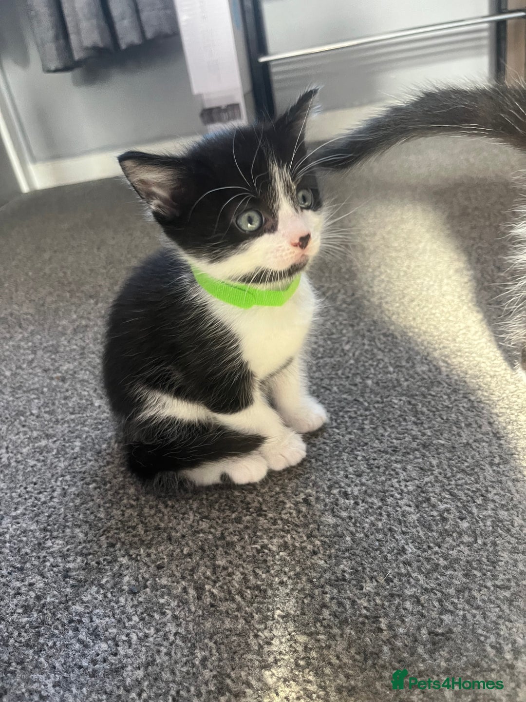 Mixed Breed cats for sale: black and white kittens  - Image 2