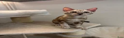 Bengal cats for sale: 🌟Pedigree bengal kittens 🌟 - Advert 3