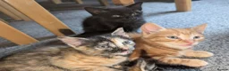 Mixed Breed cats for sale: 5 beautiful kittens in Newcastle upon Tyne - Advert 4