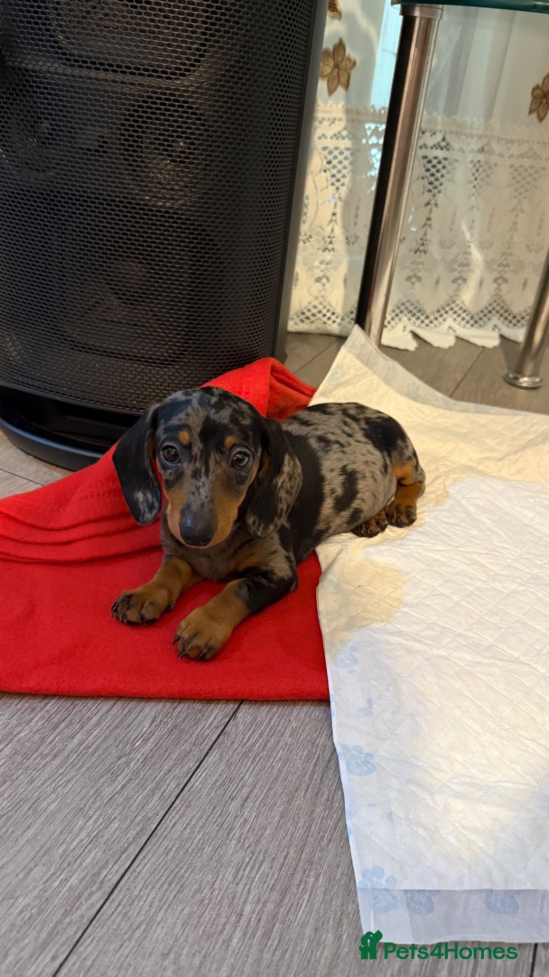 Dachshund dogs Dapple Dachshund Girl Puppy  - Advert 18