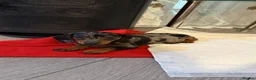 Dachshund dogs for sale: Dapple Dachshund Girl Puppy  in Ilford - Advert 1