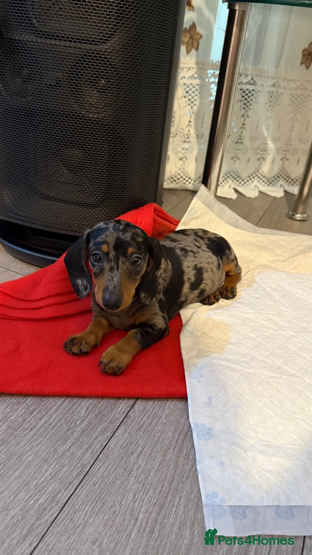 Dachshund dogs for sale: Dapple Dachshund Girl Puppy  in Ilford - Advert 1