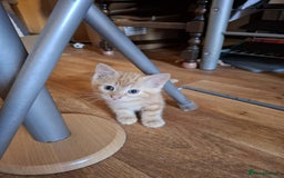 Mixed Breed cats for sale: 2 beautiful kittens - Image 5