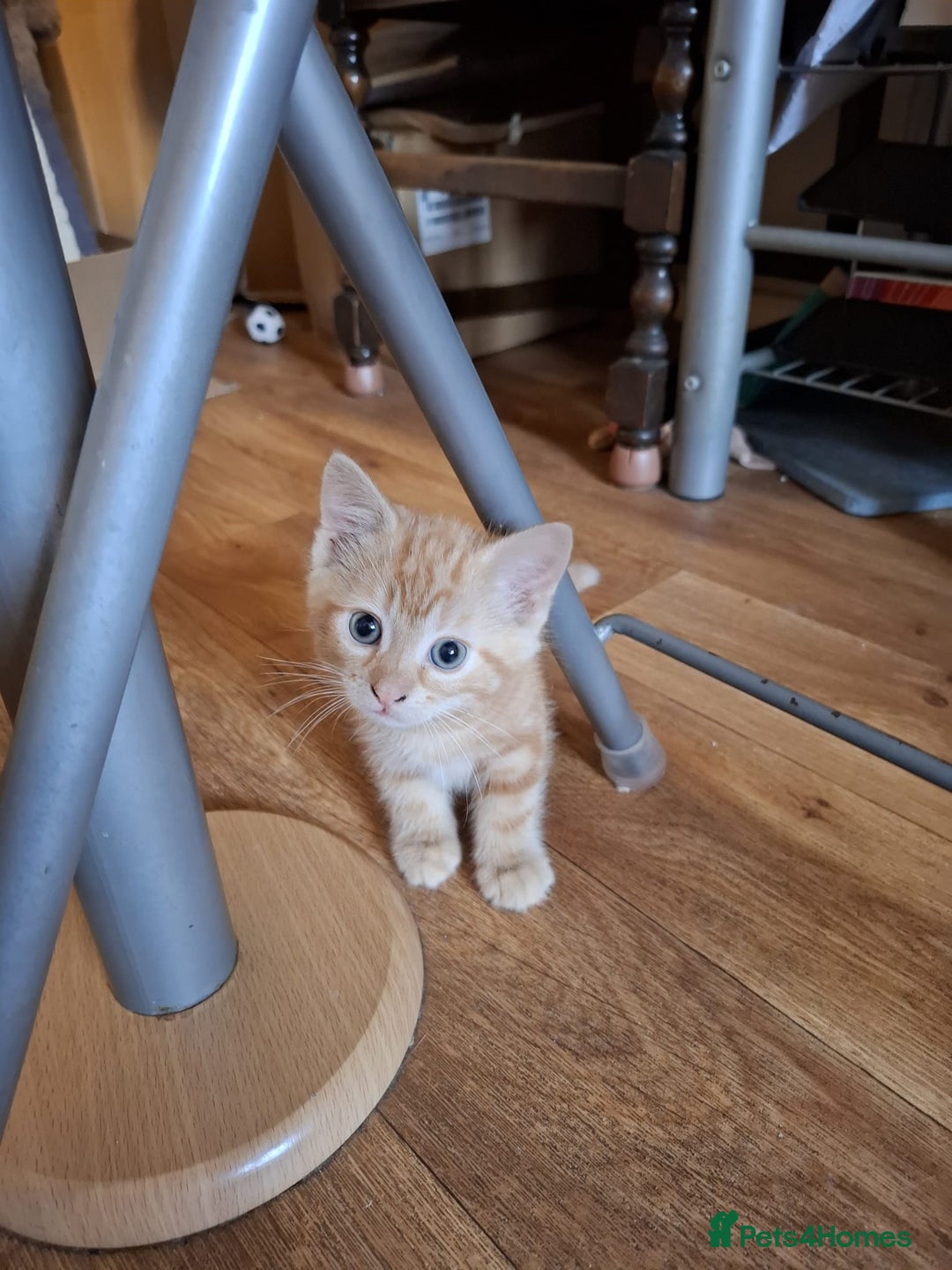 Mixed Breed cats for sale: 2 beautiful kittens - Image 5