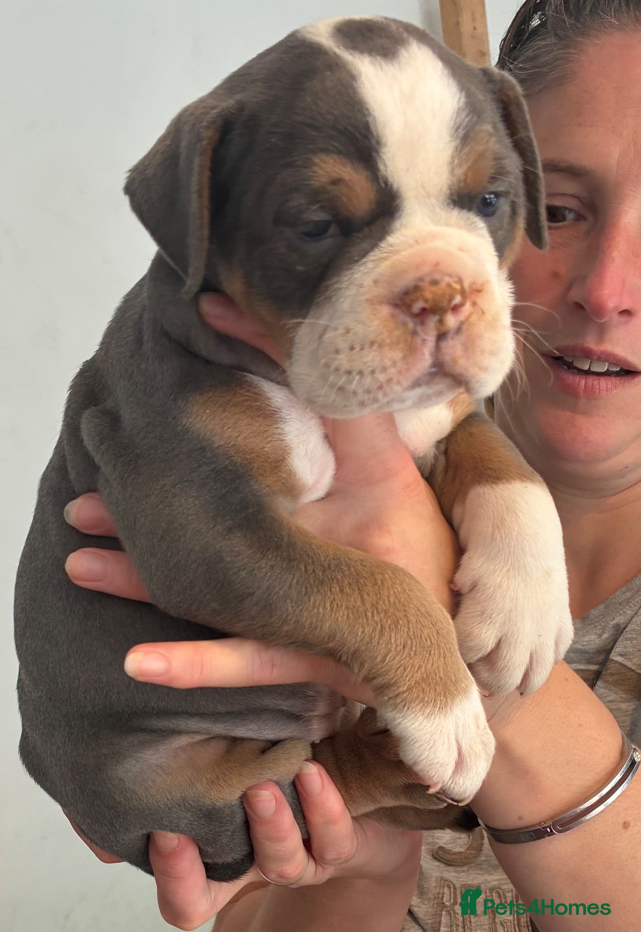 Olde English Bulldogge dogs 5* bloodline old English bulldogs  - Advert 1