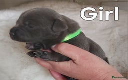Staffordshire Bull Terrier dogs for sale: Staffordshire Bull Terrier Puppy - Image 9