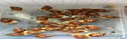 Snails invertebrates for sale: *URGANT* Baby land African snails for sale  in Melksham - Advert 2