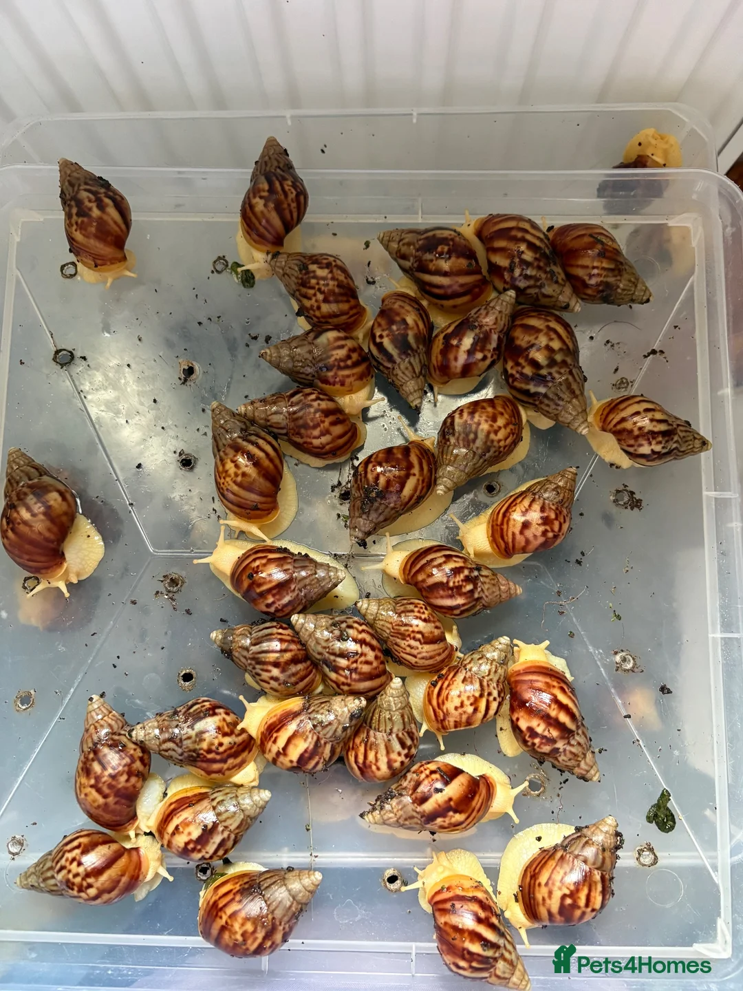 Snails invertebrates for sale: *URGANT* Baby land African snails for sale  in Melksham - Advert 2