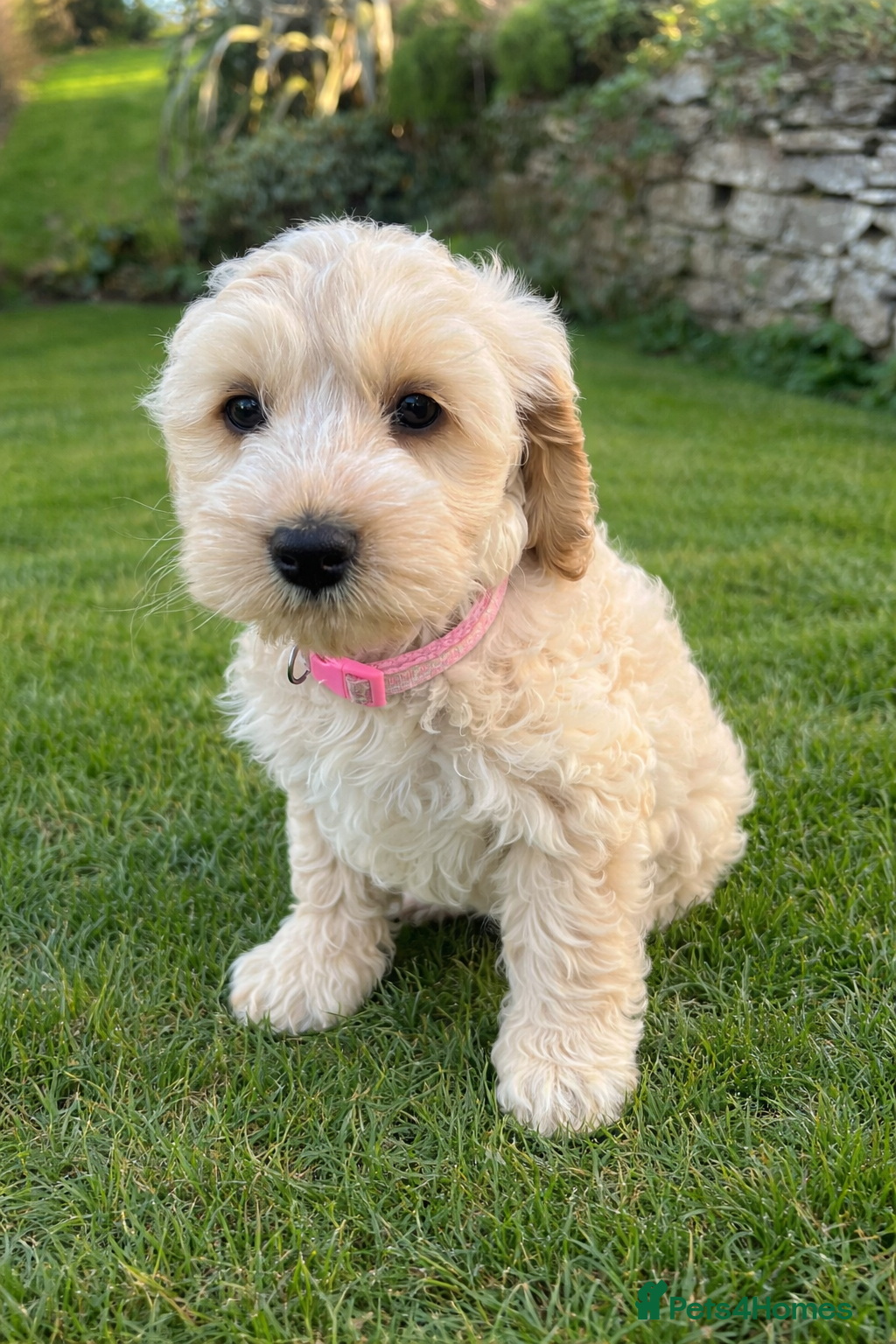 Cockapoo dogs Red Apricot cream white Curly Cockerpoo puppies - Advert 7