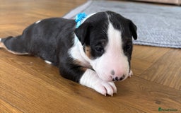 English Bull Terrier dogs for sale: Beautiful English bull terrier  - Image 7
