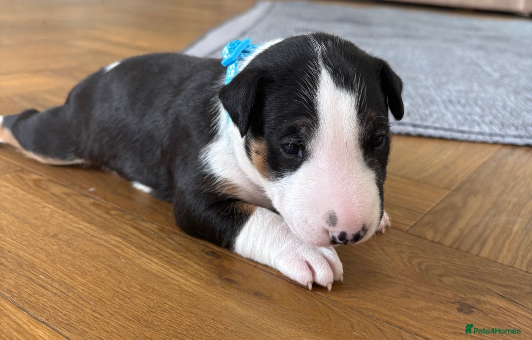 English Bull Terrier dogs for sale: Beautiful English bull terrier  - Image 7