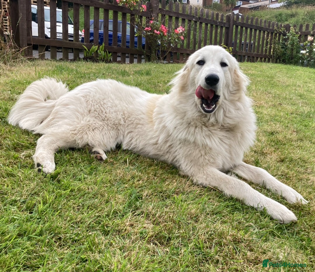 Mixed Breed dogs for sale: Pyrematian puppies - Advert 5