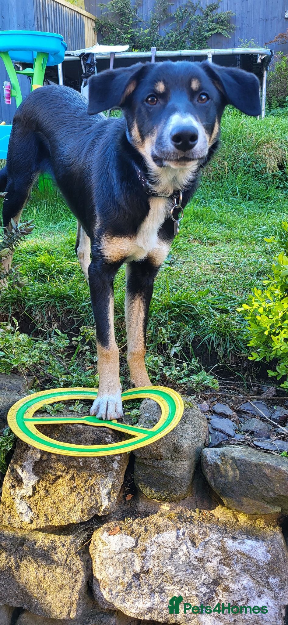 Border Collie dogs MILO 7 month old male border collie  - Advert 2