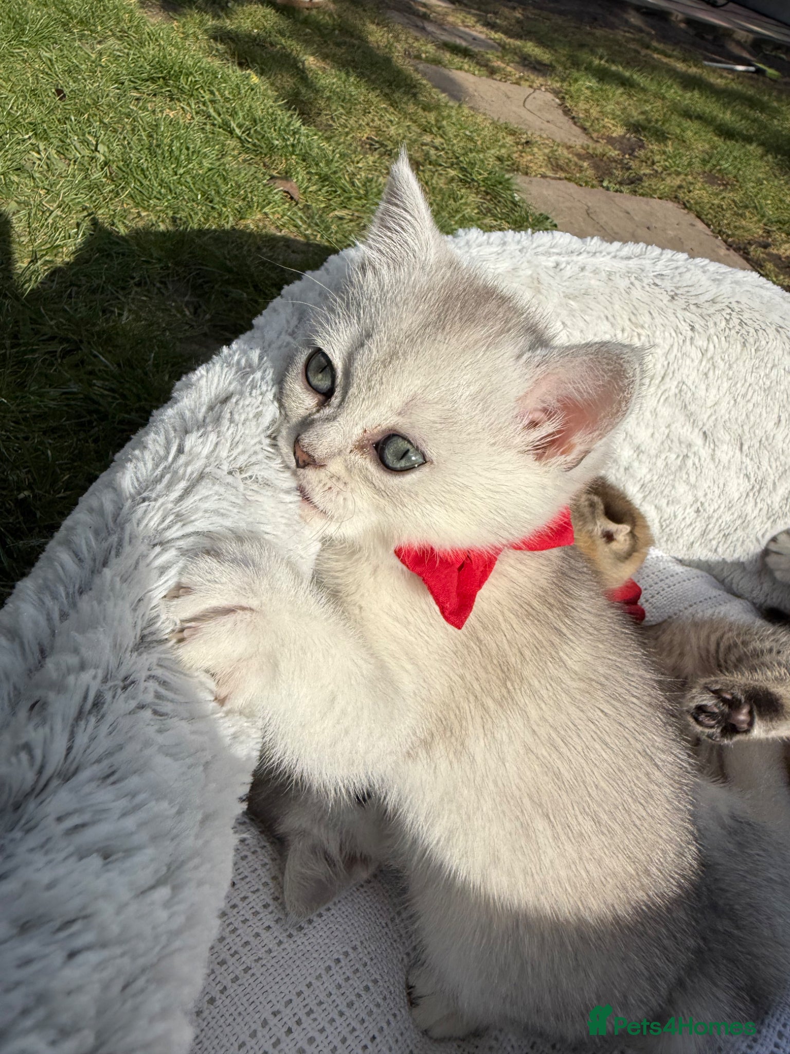 Scottish Fold cats for sale: Scottish Fold - Advert 6
