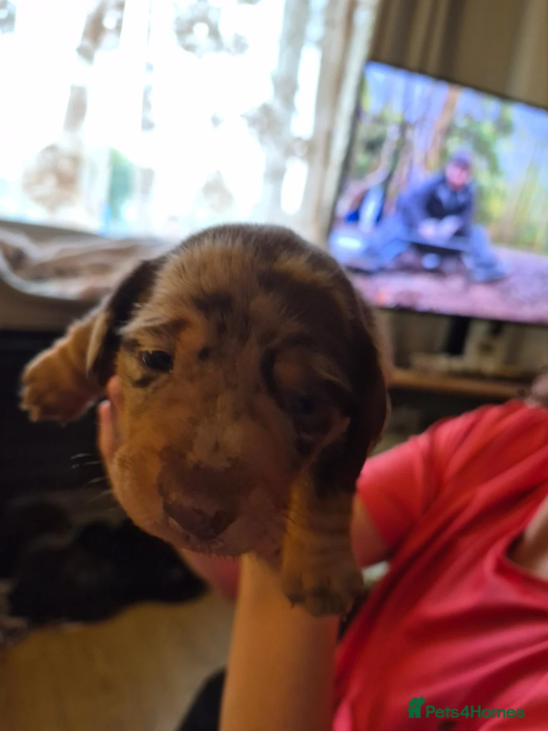Miniature Dachshund dogs for sale: Beautiful Miniature Dachshunds in Cardigan - Advert 2