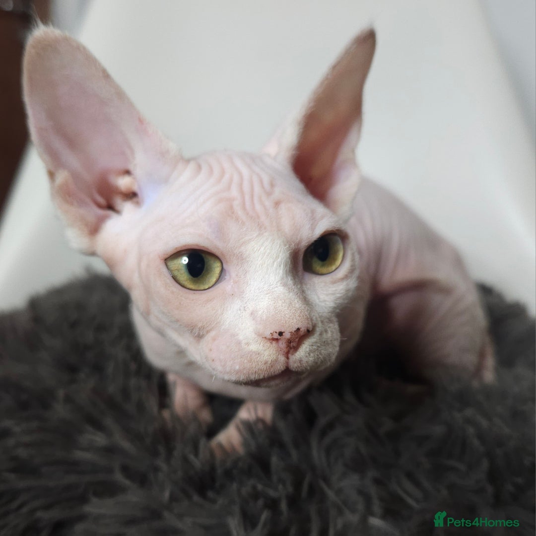Sphynx cats for sale: Pedigree Sphynx kittens. Ready to go. - Advert 10