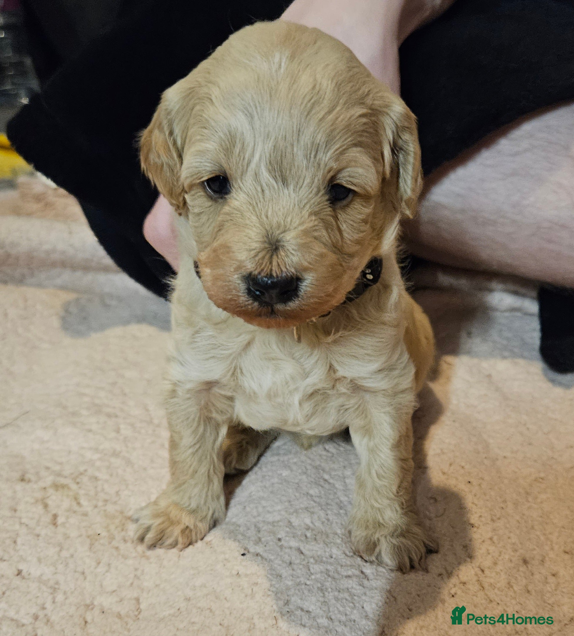 Schnoodle dogs Beautiful Schnoodle Puppies 🐶  - Advert 2