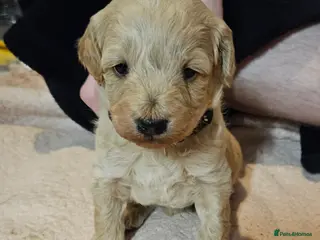 Schnoodle dogs Beautiful Schnoodle Puppies 🐶 - Advert 2